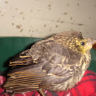 Red-winged Blackbird