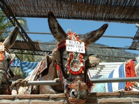 burro-taxi_thumb%5B1%5D