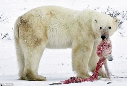 male_polar_bear_cats_bab_cub_01