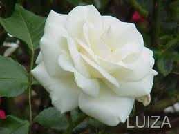 [CAN9MU94CAMZ09MDCARY9VFICARTJS[135].jpg]