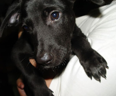 [Dog]莎悠娜啦！小黑！ - 阿祥的網路筆記本