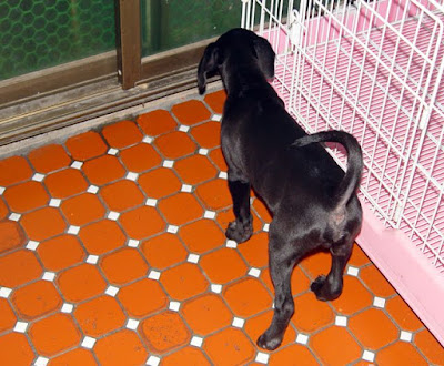 [Dog]關於小黑狗的後續處理… - 阿祥的網路筆記本