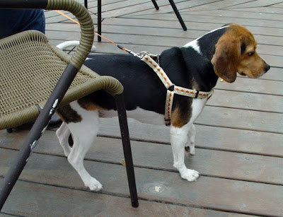 [Event]客家印象．08'巡迴展：竹北六家新瓦屋參觀心得！ - 阿祥的網路筆記本