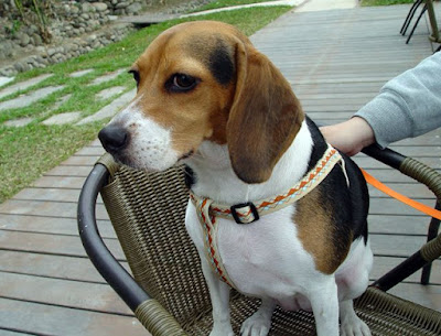 [Event]客家印象．08'巡迴展：竹北六家新瓦屋參觀心得！ - 阿祥的網路筆記本