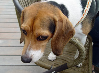 [Event]客家印象．08'巡迴展：竹北六家新瓦屋參觀心得！ - 阿祥的網路筆記本