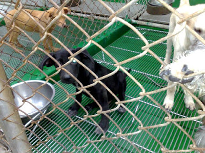 [Dog]再訪小黑 & 不合常理的動保法！ - 阿祥的網路筆記本