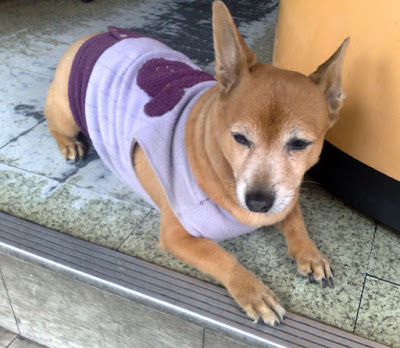 [Dog]早餐店的四隻小狗 - 阿祥的網路筆記本