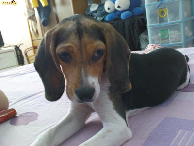 [Dog]紅豆小時候…！ - 阿祥的網路筆記本