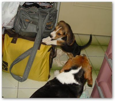 [Dog]小毛豆來報到！ - 阿祥的網路筆記本