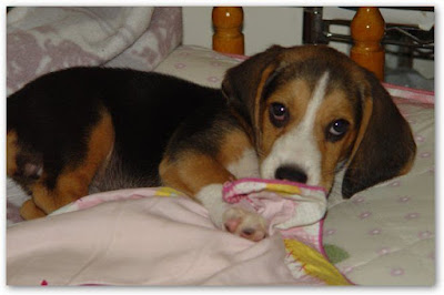 [Dog]小毛豆來報到！ - 阿祥的網路筆記本