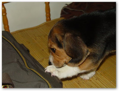 [Dog]小毛豆來報到！ - 阿祥的網路筆記本