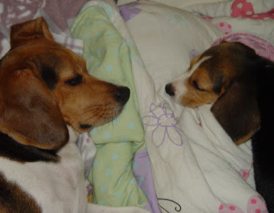 [Dog]小毛豆第五天生活寫真！ - 阿祥的網路筆記本