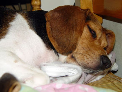 [Dog]小毛豆第五天生活寫真！ - 阿祥的網路筆記本