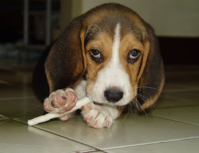 [Dog]小毛豆第五天生活寫真！ - 阿祥的網路筆記本