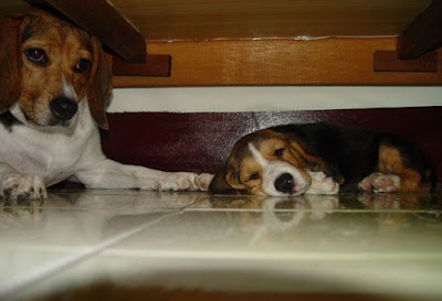 [Dog]小毛豆第五天生活寫真！ - 阿祥的網路筆記本