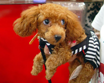 [Event]2009台北水族暨寵物用品展一日遊！ - 阿祥的網路筆記本