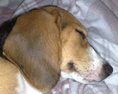 [Dog]「轟轟小戰隊」隊員毛豆滿四個月啦！ - 阿祥的網路筆記本