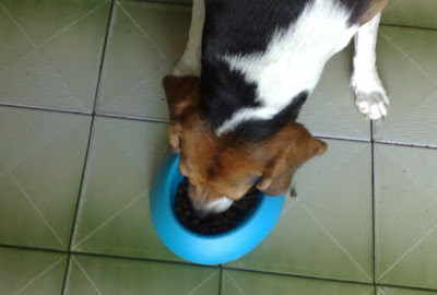 [Dog]「轟轟小戰隊」隊員毛豆滿四個月啦！ - 阿祥的網路筆記本