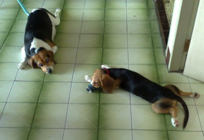 [Dog]「轟轟小戰隊」隊員毛豆滿四個月啦！ - 阿祥的網路筆記本