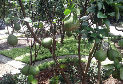 [Dog] 豆豆入新宅！ - 阿祥的網路筆記本