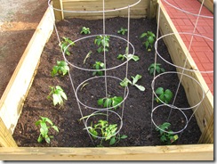 tomatoes and peppers