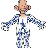 human_body_lymphatic.jpg