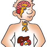 science_endocrine_systems.jpg