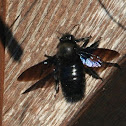 Carpenter Bee