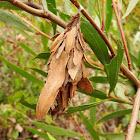 Full leaf casemoth