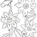 flores_3.jpg