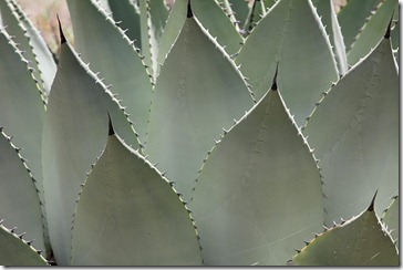 Agave parryi huachucensis