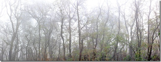 101205_fog_greenbelt_panorama