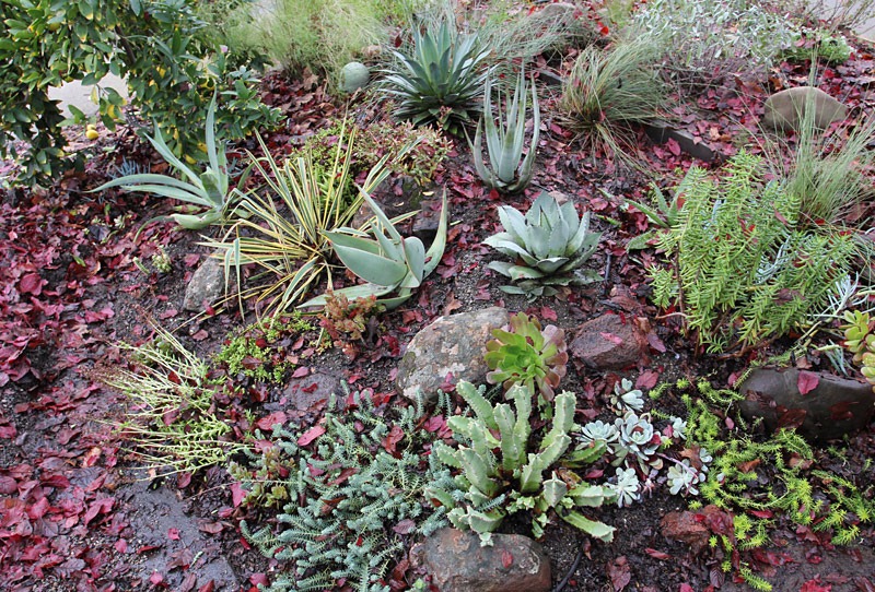 [101218_driveway-succulent-bed-after[2].jpg]
