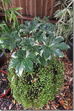 101208_brown_pot_with_variegated_fatsia