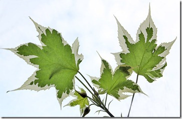 101210_Abutilon-Souvenir-de-Bonn2