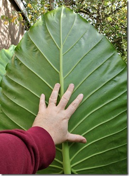 alocasia-with-hand