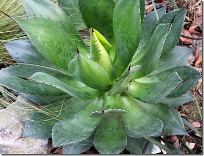 110110_frost_agave_chiapensis