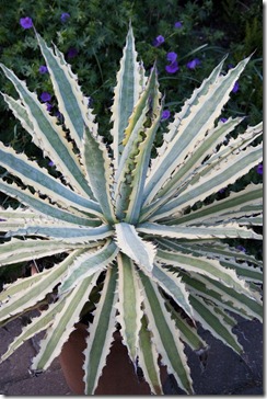 agave_frostbite