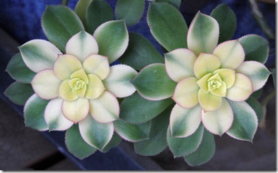 110323_Aeonium-kiwi_02