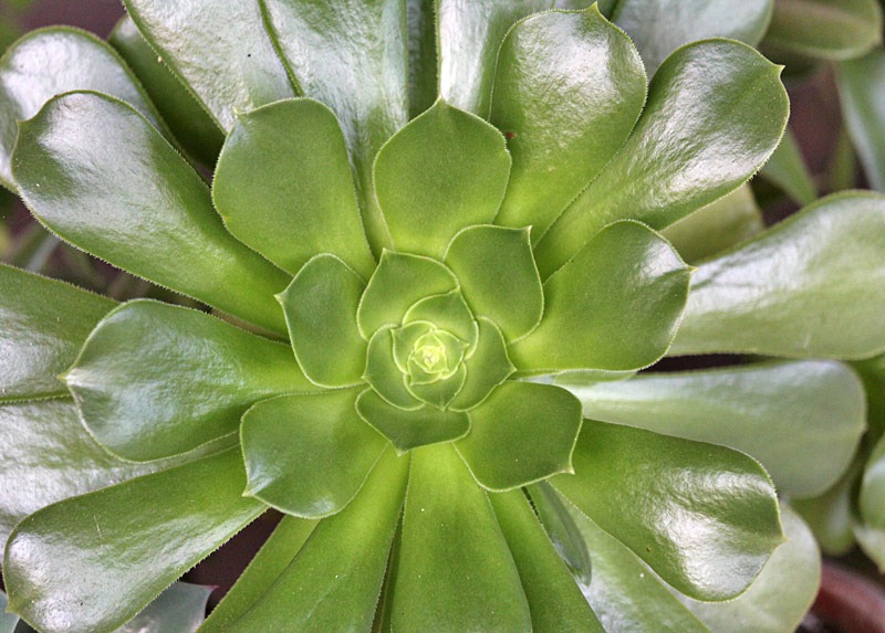 [110103_Aeonium-undulatum[6].jpg]