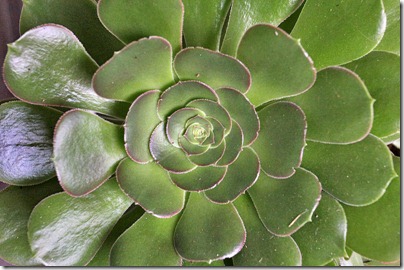 110324_Aeonium_undulatum