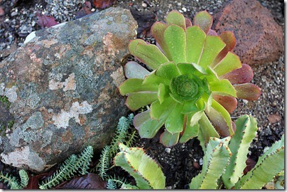 110103_Aeonium-arboreum-Atropurpureum 110103_Aeonium-arboreum-Atropurpureum