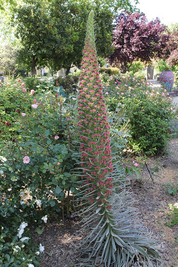 [110501_echium_wildpretii_central_par[1].jpg]