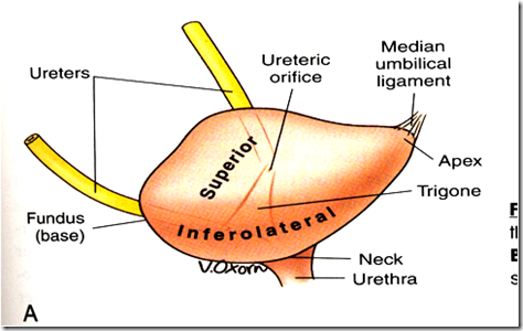 Image result for urinary bladder parts