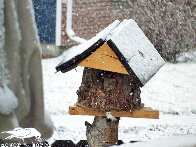 [snowsquirrel[2].jpg]