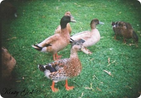 holga-ducks-4