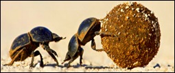 dung-beetles