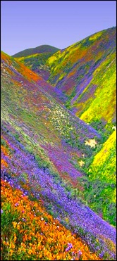 Vally-Of-Flowers-2