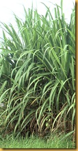 Saccharum_officinarum Saccharum_officinarum