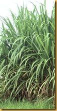 Saccharum_officinarum